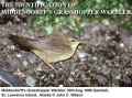 Таежный сверчок фото (Locustella fasciolata) - изображение №2281 onbird.ru.<br>Источник: www.surfbirds.com